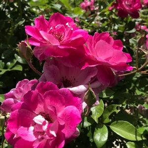 Meet your Posher, Juliana